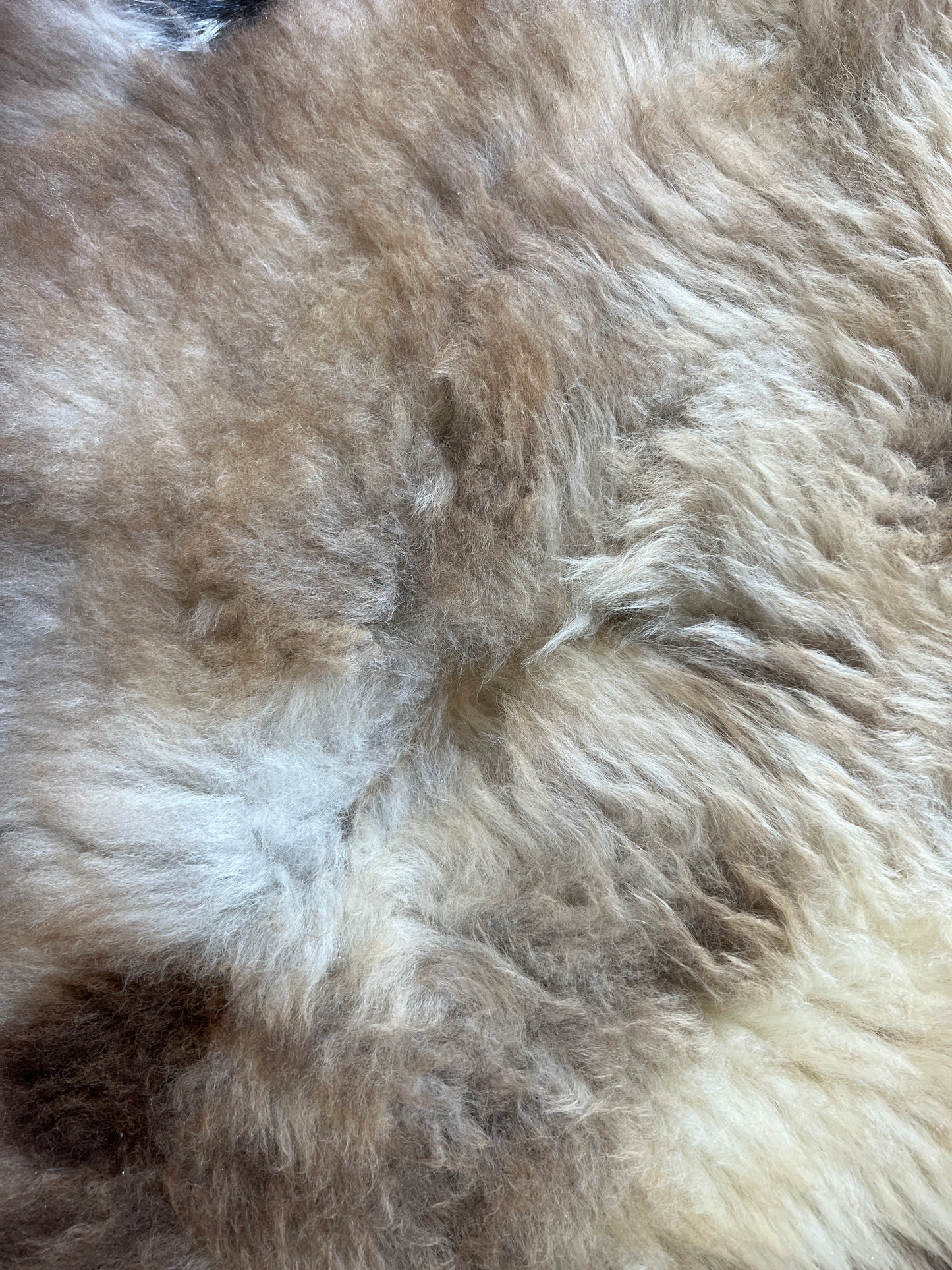 Sheepskin #3