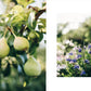 Knits from Our Gardens