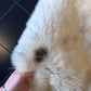 Sheepskin #16