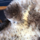 Sheepskin #4
