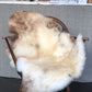 Sheepskin #7
