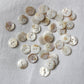 flat white shell button 20mm